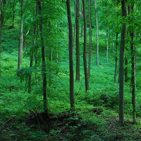 Konukevi Harmonia Panzio 3*